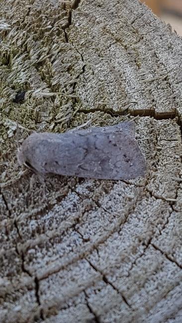 Lead-coloured Drab (Orthosia populeti), adult. Old Quarrington, 08-04-2020. Copyright Richard Cowen.