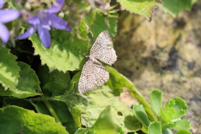 Scallop Shell (Rheumaptera undulata), adult. Old Quarrington, 19-07-2021. Copyright Richard Cowen.
