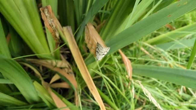 Treble-bar (Aplocera plagiata), adult. Old Quarrington, 21-07-2022. Copyright Richard Cowen.