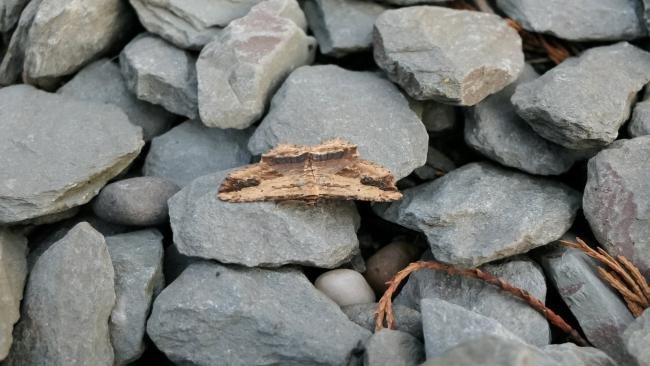 Waved Umber (Menophra abruptaria), adult. Old Quarrington, 07-05-2022. Copyright Richard Cowen.