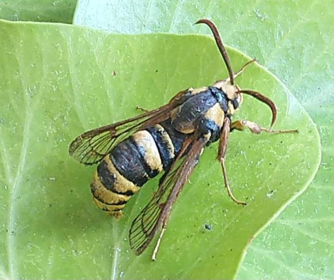 Hornet Moth (Sesia apiformis), adult. Copyright Terry Coult.