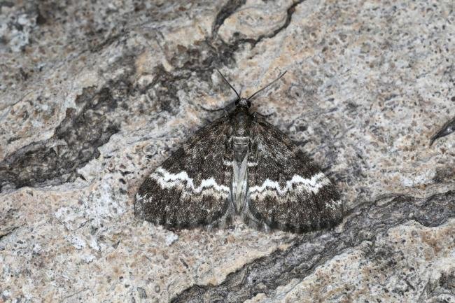 Rivulet (Perizoma affinitata), adult. Ouston, 11-05-2023. Copyright Verna Atkinson.