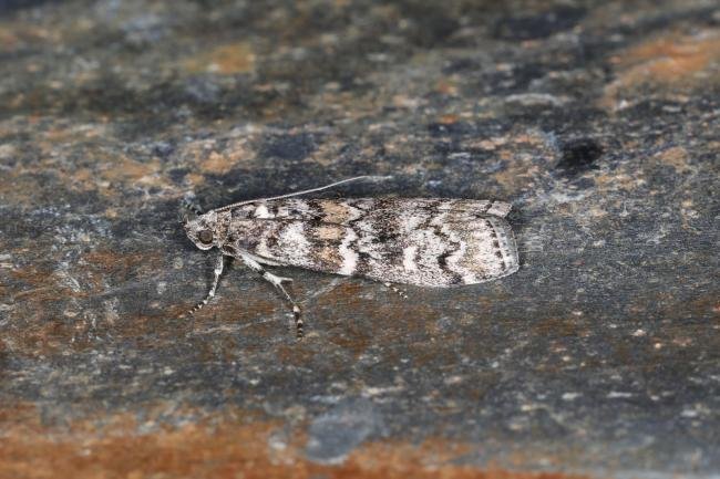 Dioryctria abietella, adult. Ouston, 27-06-2023. Copyright Verna Atkinson.