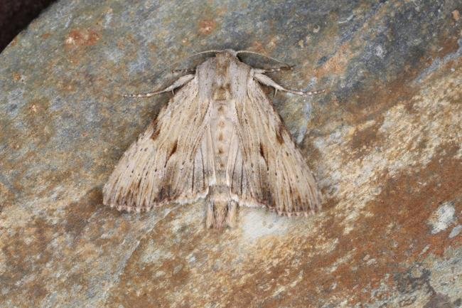 Light Arches (Apamea lithoxylaea), adult. Ouston, 29-06-2023. Copyright Verna Atkinson.