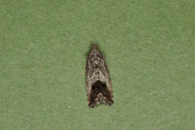 Cydia splendana, adult. Ouston, 07-08-2023. Copyright Verna Atkinson.