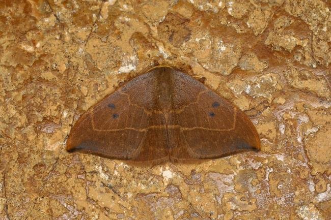 Oak Hook-tip (Watsonalla binaria), adult. Ouston, 17-08-2023. Copyright Verna Atkinson.