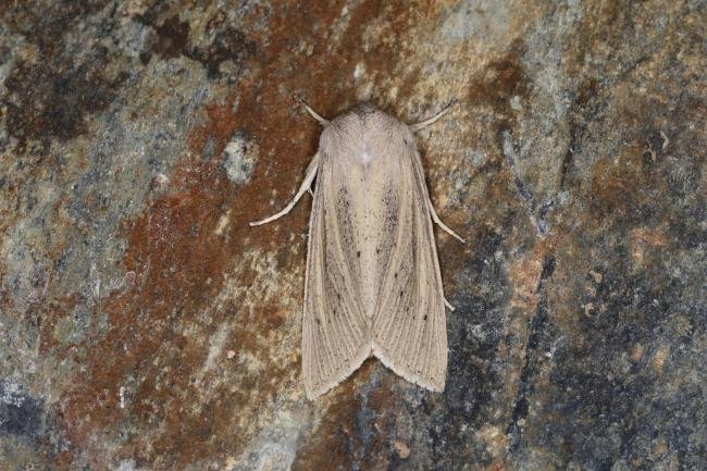 Large Wainscot (Rhizedra lutosa), adult. Ouston, 21-09-2023. Copyright Verna Atkinson.