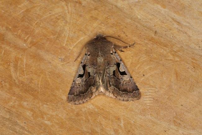 Hebrew Character (Orthosia gothica), adult. Ouston, 15-02-2024. Copyright Verna Atkinson.