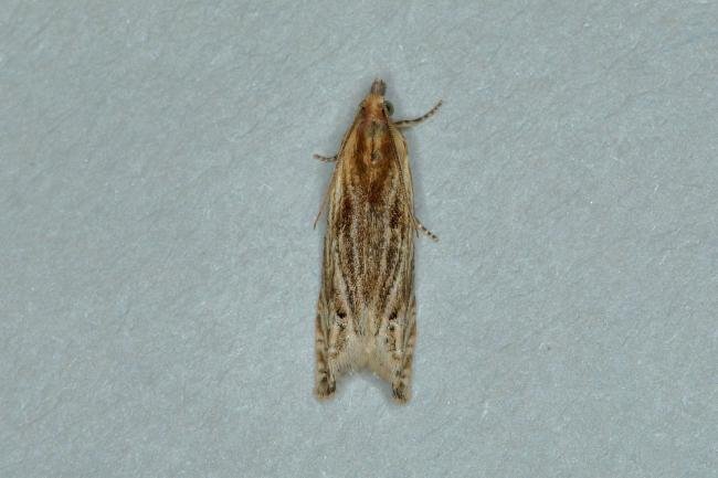 Eucosma cana, adult. Ouston, 22-06-2018. Copyright Verna Atkinson.