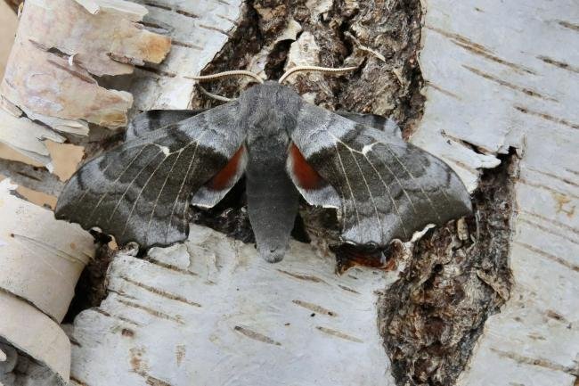 Poplar Hawk-moth (Laothoe populi), adult. Ouston, 16-05-2021. Copyright Verna Atkinson.