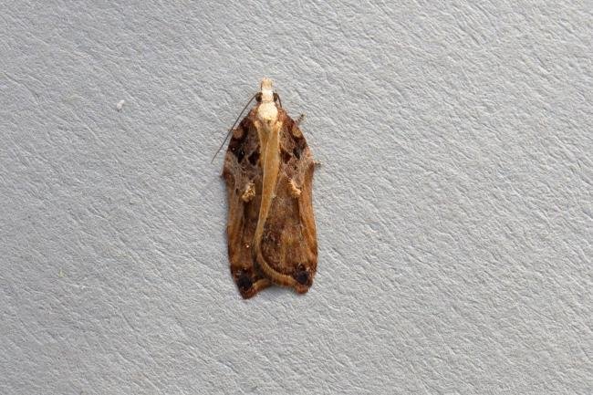 Acleris cristana, adult. Ouston, 14-02-2019. Copyright Verna Atkinson.