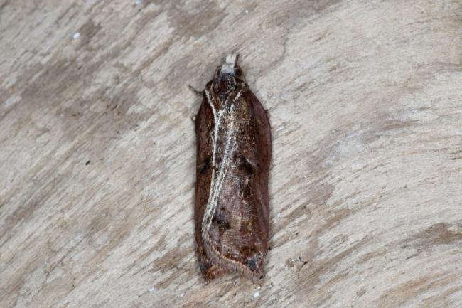 Acleris cristana, adult. Ouston, 04-05-2016. Copyright Verna Atkinson.