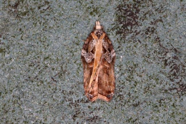 Acleris cristana, adult. Ouston, 16-04-2018. Copyright Verna Atkinson.