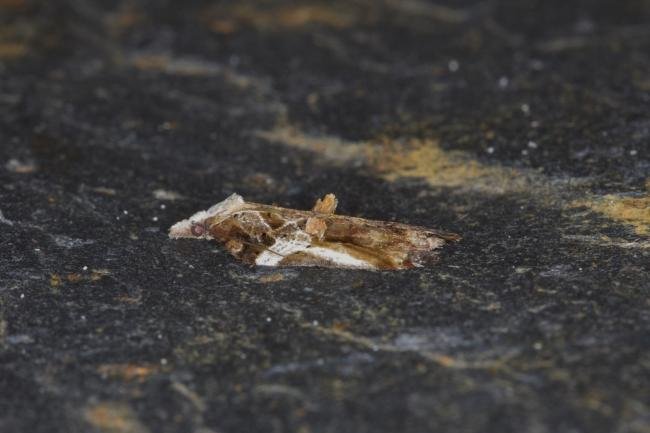 Acleris cristana, adult. Ouston, 08-02-2022. Copyright Verna Atkinson.