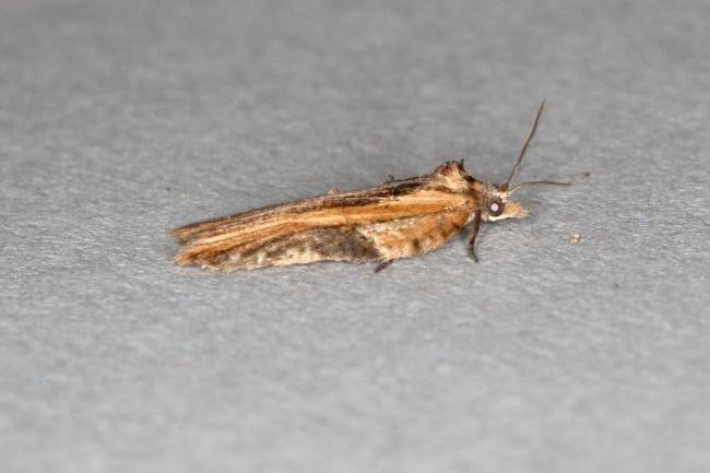 Acleris hastiana, adult. Ouston, 11-07-2019. Copyright Verna Atkinson.