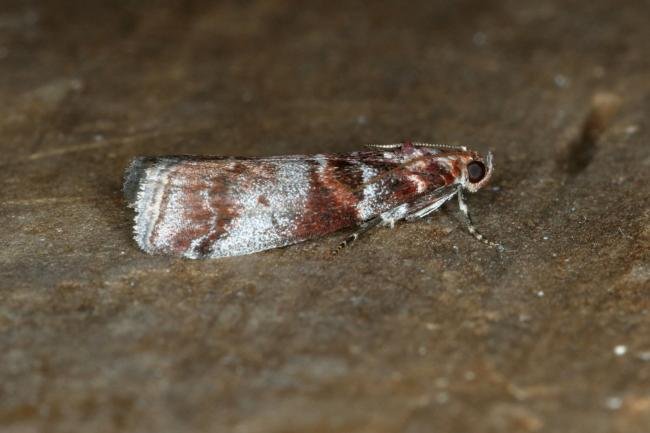 Acrobasis advenella, adult. Ouston, 13-07-2019. Copyright Verna Atkinson.