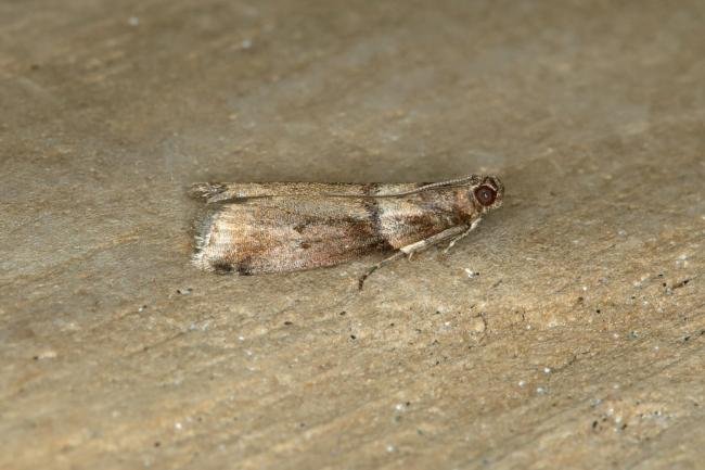 Acrobasis consociella, adult. Ouston, 23-07-2018. Copyright Verna Atkinson.