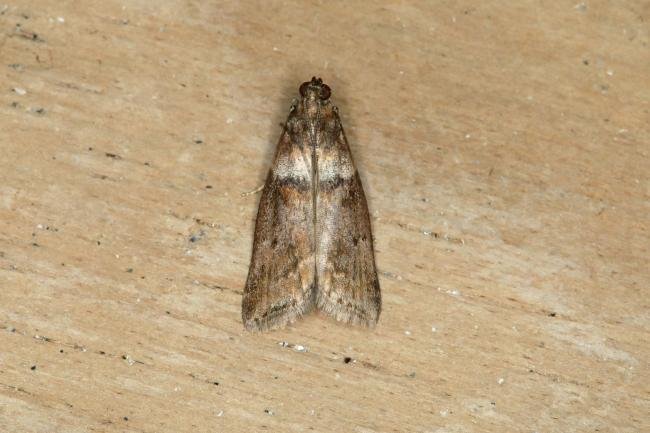 Acrobasis consociella, adult. Ouston, 23-07-2018. Copyright Verna Atkinson.