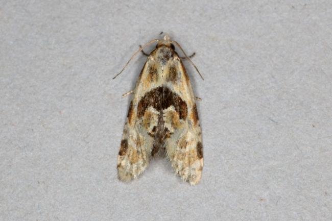 Aethes rubigana, adult. Ouston, 11-07-2019. Copyright Verna Atkinson.