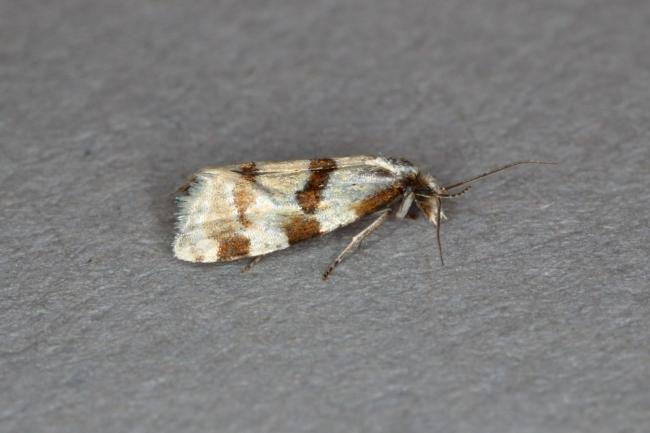 Aethes rubigana, adult. Ouston, 03-07-2019. Copyright Verna Atkinson.