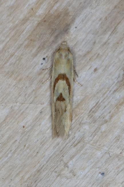 Aethes smeathmanniana, adult. Ouston, 18-08-2016. Copyright Verna Atkinson.