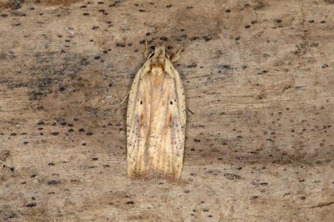 Agonopterix nervosa, adult. Ouston, 19-07-2018. Copyright Verna Atkinson.