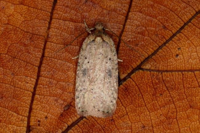 Agonopterix scopariella, adult. Ouston, 11-10-2019. Copyright Verna Atkinson.
