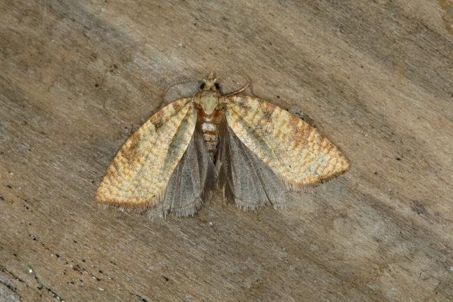 Aleimma loeflingiana, adult. Ouston, 28-06-2018. Copyright Verna Atkinson.