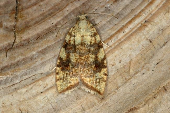 Aleimma loeflingiana, adult. Ouston, 25-06-2020. Copyright Verna Atkinson.
