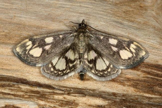 Anania coronata, adult. Ouston, 24-06-2020. Copyright Verna Atkinson.