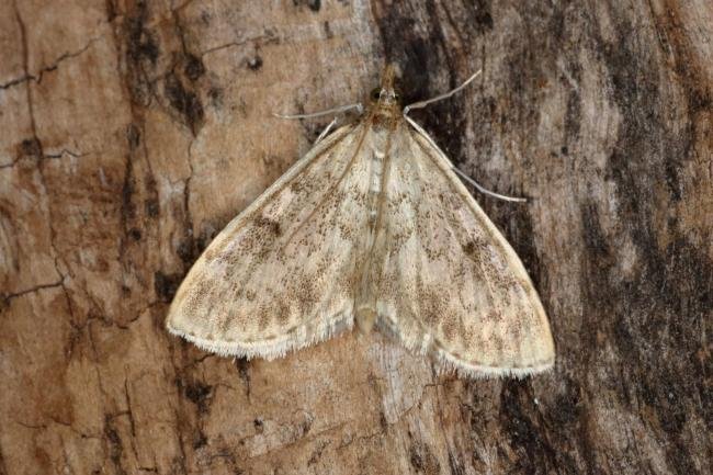 Anania perlucidalis, adult. Ouston, 15-06-2020. Copyright Verna Atkinson.
