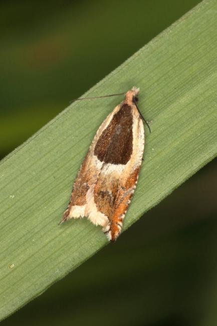 Ancylis badiana, adult. Ouston, 28-05-2016. Copyright Verna Atkinson.