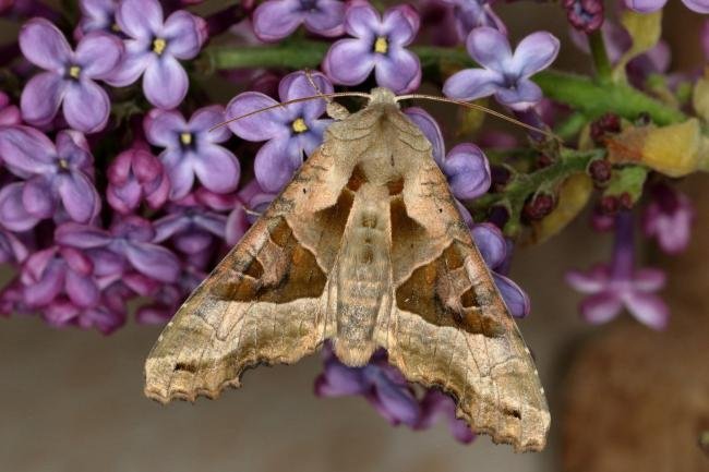 Angle Shades (Phlogophora meticulosa), adult. Ouston, 18-05-2020. Copyright Verna Atkinson.