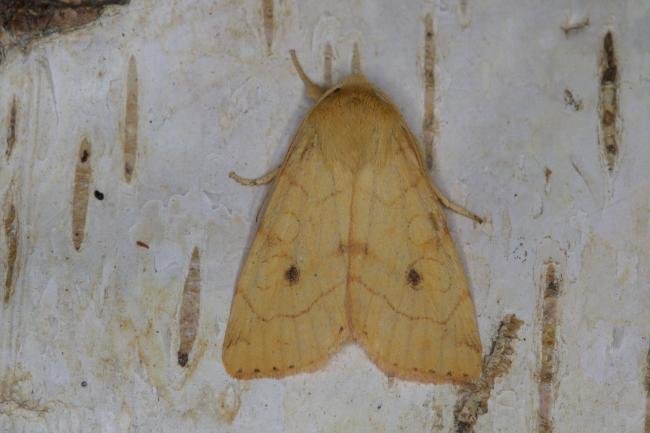 Angle-striped Sallow (Enargia paleacea), adult. Ouston, 24-08-2021. Copyright Verna Atkinson.