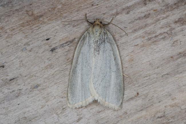 Zelotherses paleana/unitana, adult. Ouston, 29-05-2017. Copyright Verna Atkinson.