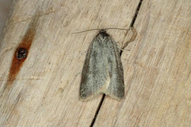 Zelotherses unitana, adult. Ouston, 25-05-2019. Copyright Verna Atkinson.