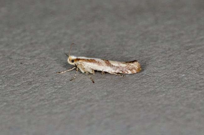 Argyresthia bonnetella, adult. Ouston, 15-07-2020. Copyright Verna Atkinson.