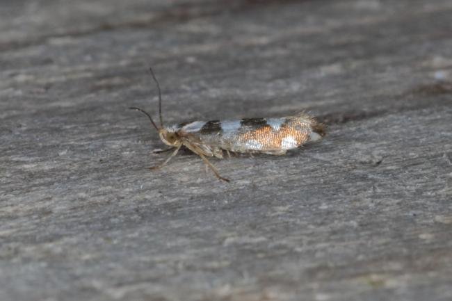 Argyresthia brockeella, adult. Ouston, 05-08-2016. Copyright Verna Atkinson.