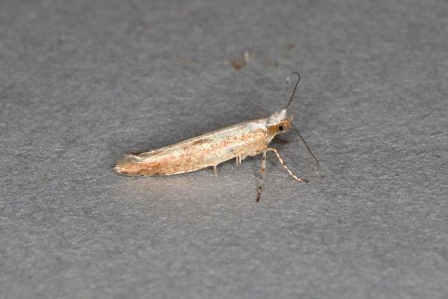 Argyresthia semitestacella, adult. Ouston, 12-09-2019. Copyright Verna Atkinson.