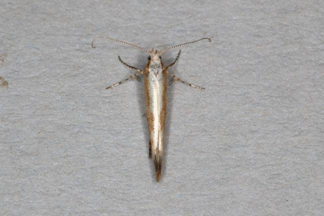 Argyresthia semitestacella, adult. Ouston, 12-09-2019. Copyright Verna Atkinson.