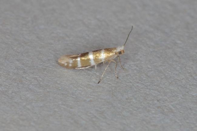 Argyresthia trifasciata, adult. Ouston, 31-05-2017. Copyright Verna Atkinson.