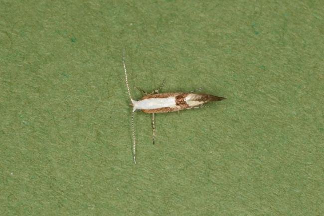 Cherry Fruit Moth (Argyresthia pruniella), adult. Castle Eden Dene, 12-07-2022. Copyright Verna Atkinson.