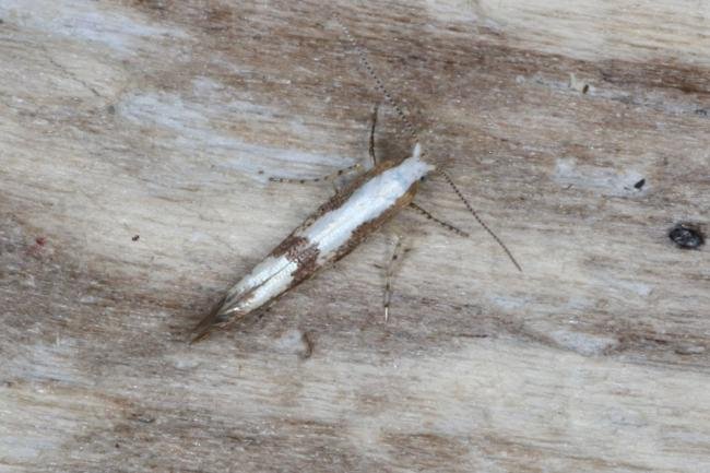 Argyresthia bonnetella, adult. Ouston, 26-07-2016. Copyright Verna Atkinson.
