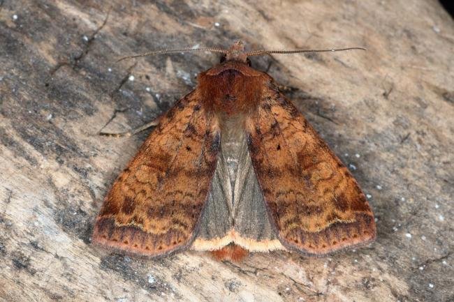 Barred Chestnut (Diarsia dahlii), adult. Ouston, 31-07-2017. Copyright Verna Atkinson.