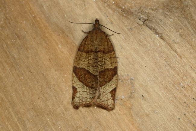 Barred Fruit-tree Tortrix (Pandemis cerasana), adult. Ouston, 25-06-2019. Copyright Verna Atkinson.