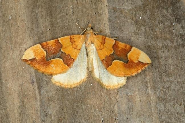 Barred Yellow (Cidaria fulvata), adult. Ouston, 02-07-2018. Copyright Verna Atkinson.