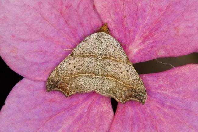 Beautiful Hook-tip (Laspeyria flexula), adult. Ouston, 07-08-2021. Copyright Verna Atkinson.