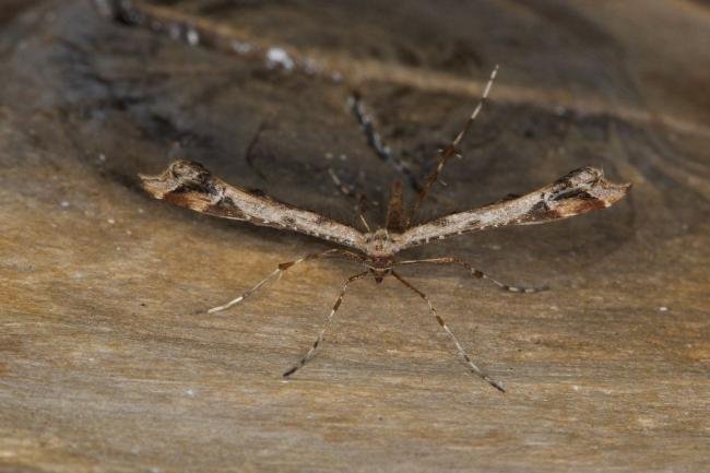 Beautiful Plume (Amblyptilia acanthadactyla), adult. Ouston, 01-10-2021. Copyright Verna Atkinson.