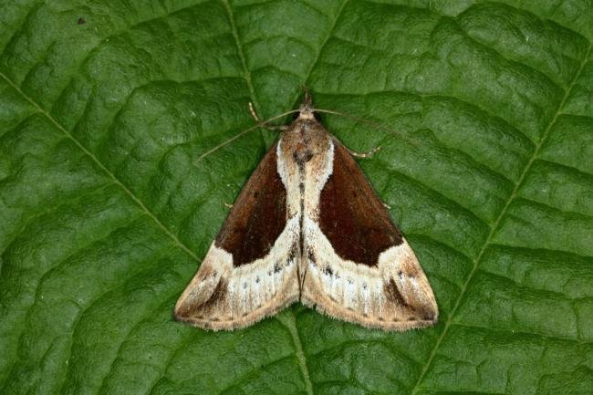 Beautiful Snout (Hypena crassalis), adult. Hoppyland, 24-06-2020. Copyright Verna Atkinson.