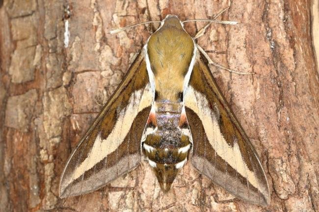 Bedstraw Hawk-moth (Hyles gallii), adult. Ouston, 04-08-2019. Copyright Verna Atkinson.